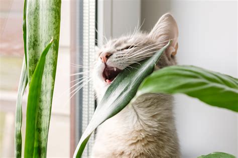 Are Aloe Plants Poisonous To Dogs And Cats