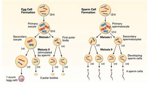 NCERT Exemplar: Reproduction in Organisms - 2 (Old NCERT) - NEET PDF ...