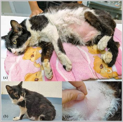 Diabetes mellitus remission in a cat with hyperadrenocorticism after ...