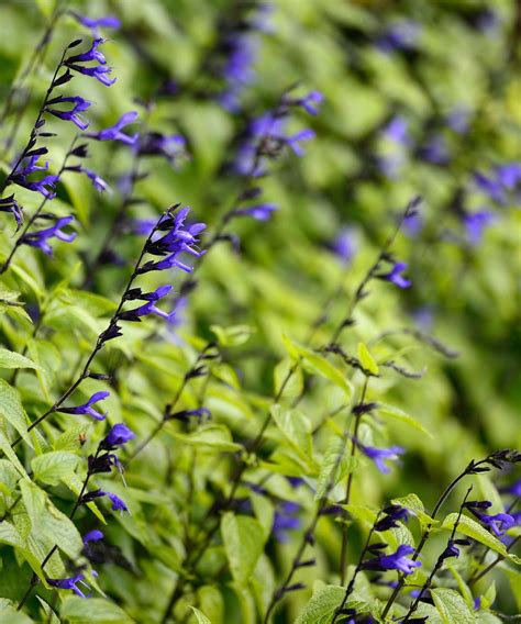 How to grow salvias: a step-by-step guide to growing these summer ...