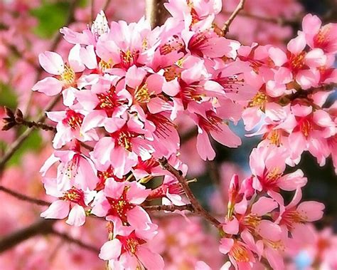 'Okame' Cherry Flowering Ornamentals | McMakin Farms