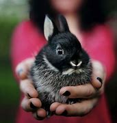 Image result for Black and White Baby Bunnies