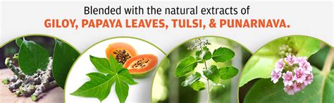 Buy Gangeshwari Herbals Plato Up Syrup | Ayurvedic Juice for Platelet ...