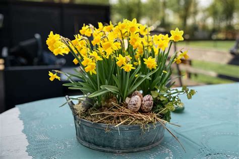 Image result for Planting Bulbs for Spring