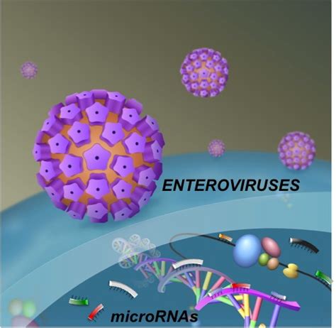 MicroRNA and Pathogenesis of Enterovirus Infection