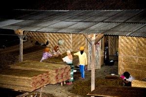 Mengenal Tiga Jenis Tembakau Unggulan dari Pulau Madura