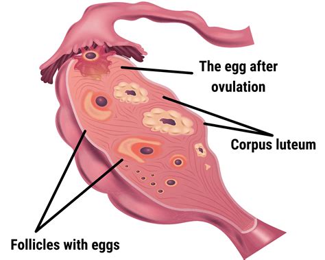 The corpus luteum – what is it and how it affects hormones