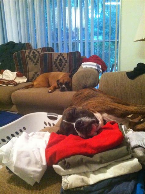 Second Chance Boxer Rescue Florida