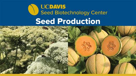 Seed Development 的图像结果