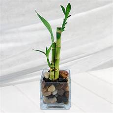 bambou en vase lucky bamboo happiness bonsai bamboo live plants bambou en vase lucky bamboo happiness bonsai bamboo live plants