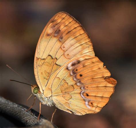 Image result for Butterfly Pattern Java in Tamil