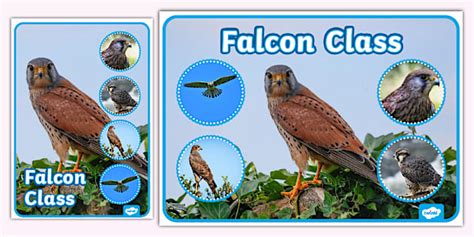 Image result for Falcon C++ Coding Lessons