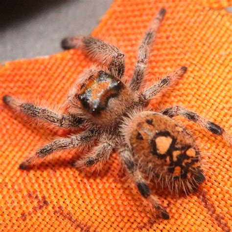 Regal Jumping Spider - Phidippus Regius - peach color - femalej