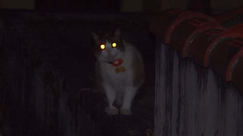 猫の目は暗闇でなぜ光る？不思議な理由を探ってみよう - Catit
