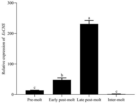 Chitin Synthase Is Required for Cuticle Formation and Molting in the ...
