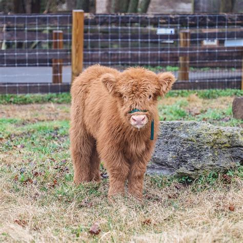 Nashville Zoo | We can’t get over how udderly adorable Hamish (pronounced Hay-mish) is! 🐮😍 ...
