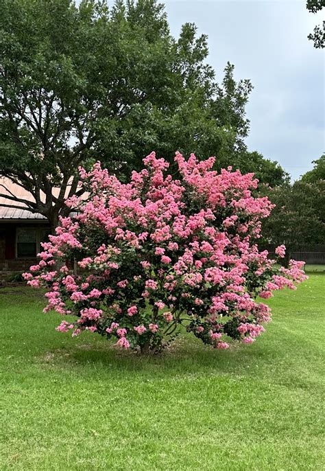 Hopi Crape Myrtle (Lagerstroemia indica x fauriei ‘Hopi’) | LAWNS Tree ...