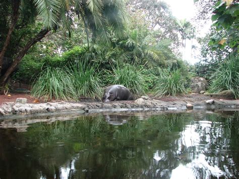 ZooLex Image - Hippo in mud wallow