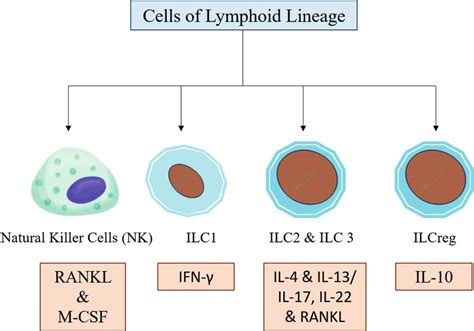 Image result for Lymphocyte Lineage