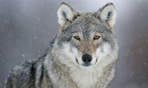 Download Animal Gray Wolf HD Wallpaper