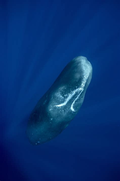 Photo Shows How Sperm Whales Sleep | National Geographic