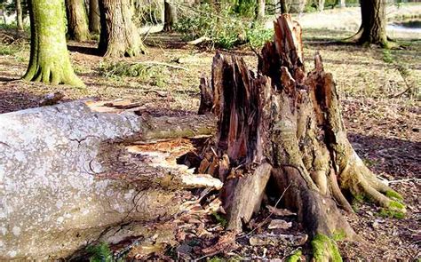 Image result for What Causes Tree Rot