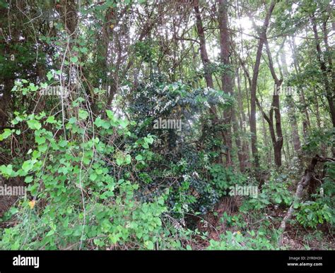 wax-leaf ligustrum (Ligustrum japonicum Stock Photo - Alamy