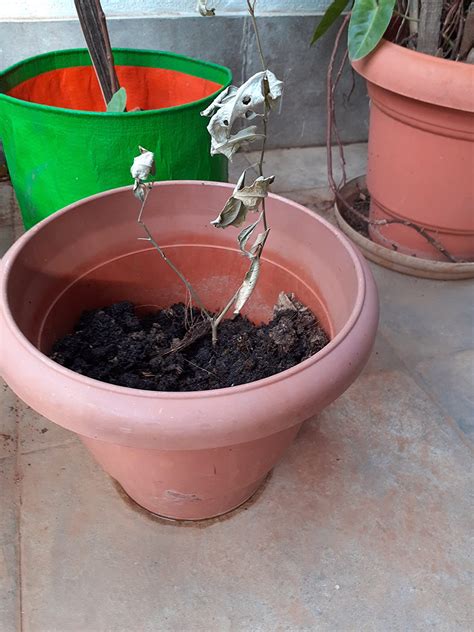 Mphmi Plant Nimboo, Lemon Tree (Seedless, Grafted)- Plant Kagzi lime ...