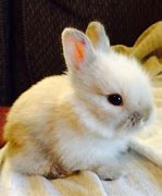 Image result for Pink White Baby Bunnies