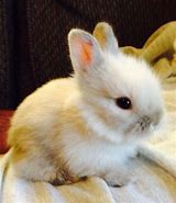 Image result for Baby Lionhead Bunny Rabbit