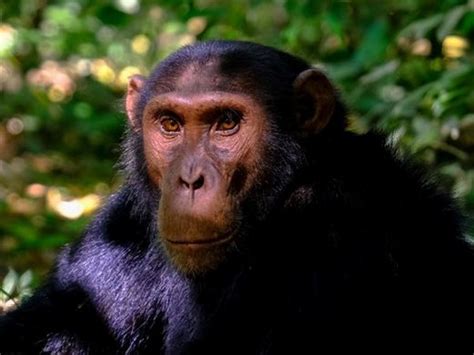 Chimpanzees blend their sounds to generate a range of vocal patterns ...