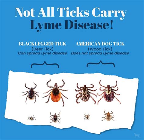Dr. Jaquel Patterson • Licensed Naturopathic Physician | 💙 Did you know not all ticks carry Lyme ...