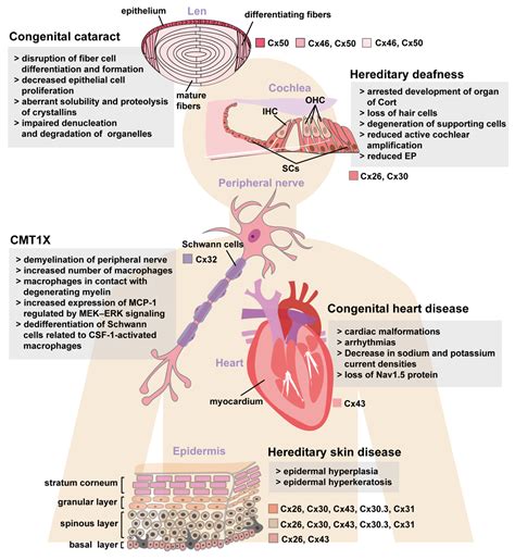 Connexin Mutations and Hereditary Diseases