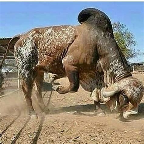 Pin by appa jadhav on Cow and Nandi bail | Big animals, Rare animals, Animals beautiful