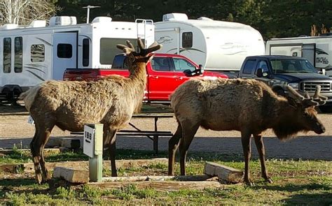 TUSAYAN GENERAL STORE (2026) All You Need to Know BEFORE You Go (with ...