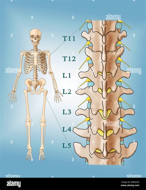 How Are Lumbar Vertebrae Numbered at Nina Pierson blog