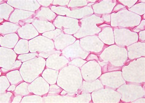 Epithelial Tissue Quiz - Doquizzes