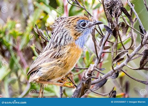 Southern Emu-wren in Western Australia Stock Image - Image of colorful ...