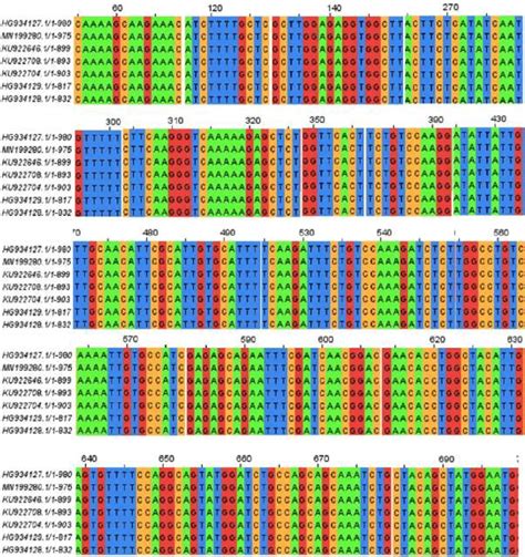 Image result for Conserved Sequence