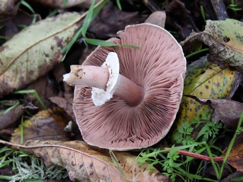 45 Types of Mushrooms | A-to-Z | Defined | Photos - Butter N Thyme