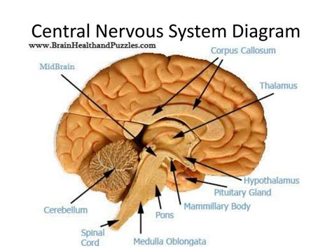 Image result for Nervous System Introduction