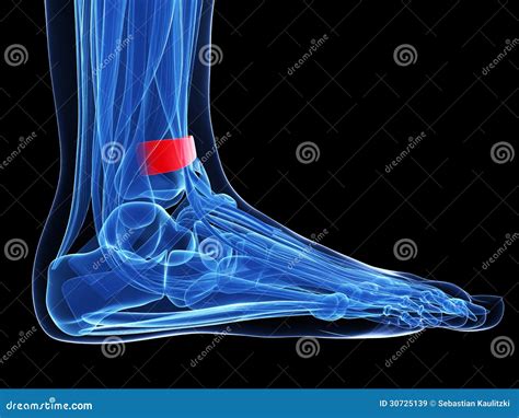 Extensor Retinaculum Foot Injury