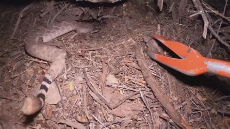 Baby Rattlesnake Hatching at Laura Sutter blog