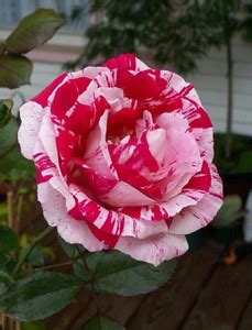 Royal Haven Rose Plant Price in India - Buy Royal Haven Rose Plant ...