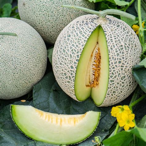 Melon 'Honeydew Green Flesh' – Green Harvest