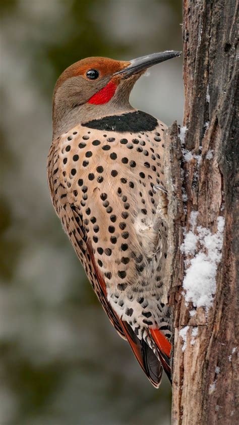 Northern Flicker (Red-shafted)
