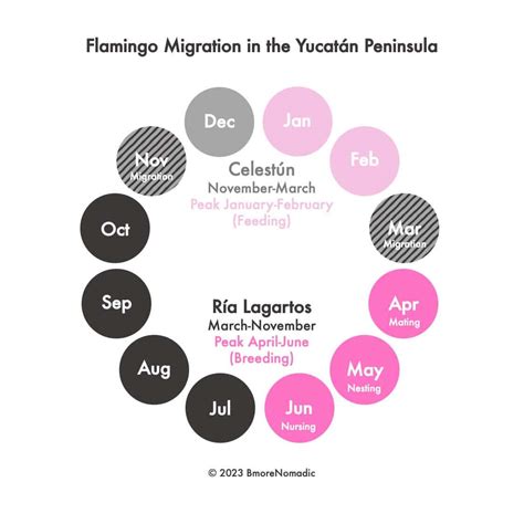 Pink Paradise: The Definitive Guide to Finding Flamingos in the Yucatán - BmoreNomadic