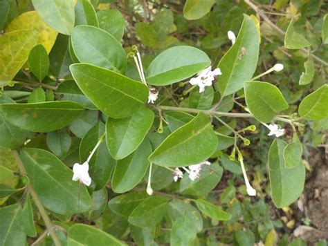 National Innovation Foundation-India