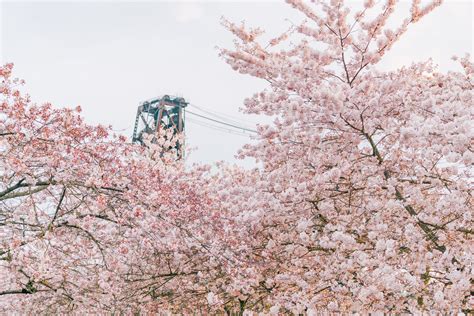 Where to See Cherry Blossoms in Portland (+ Spring Blooms)