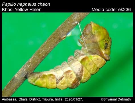 Papilio nephelus | Butterfly